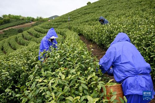 安徽廣德 茶旅融合促振興，茶葉加工煥生機