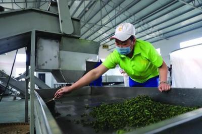 修文縣六屯鎮(zhèn) 以茶帶旅、以旅興茶、茶旅富民，譜寫鄉(xiāng)村振興新篇章