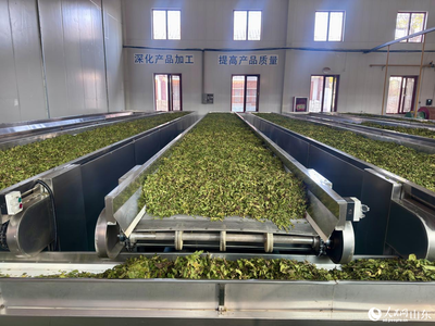 霜桑葉茶的匠心加工 傳統(tǒng)技藝與現(xiàn)代健康的交融