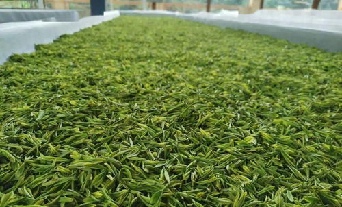 曲江茶谷白葉茶加工廠正式投入運(yùn)營(yíng)，開(kāi)啟茶葉加工新篇章