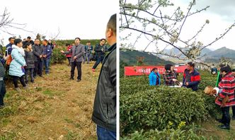 貴定縣舉辦茶葉采摘加工培訓(xùn)，科技賦能茶產(chǎn)業(yè)提質(zhì)增效
