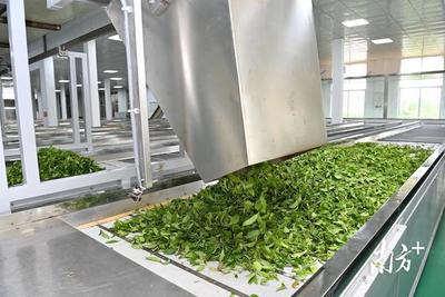 春滿紅土，茶香飄溢——湛江農(nóng)墾三千畝春茶喜迎開(kāi)采與加工