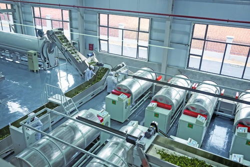 從一億到六十億 看“陽(yáng)新速度”如何泡出茶葉新經(jīng)濟(jì)