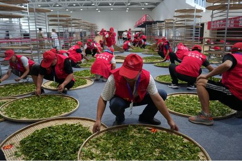 技顯匠心，茶韻飄香——第六屆全國(guó)農(nóng)業(yè)行業(yè)職業(yè)技能大賽茶葉加工工（精制）賽四川省選拔賽正式啟幕